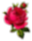 rose-pink-botanical-clipart-digital-png.